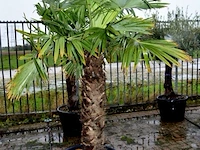 Palmboom - afbeelding 5 van  5
