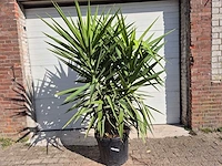 Palmlelie - yucca elephantipes - hoogte ca. 180 cm - afbeelding 1 van  4