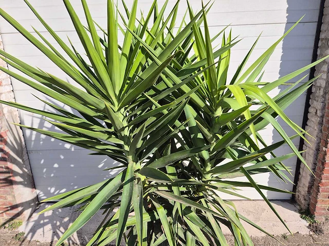 Palmlelie - yucca elephantipes - hoogte ca. 180 cm - afbeelding 2 van  4