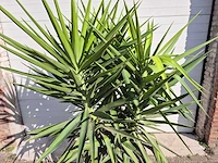 Palmlelie - yucca elephantipes - hoogte ca. 180 cm - afbeelding 2 van  4