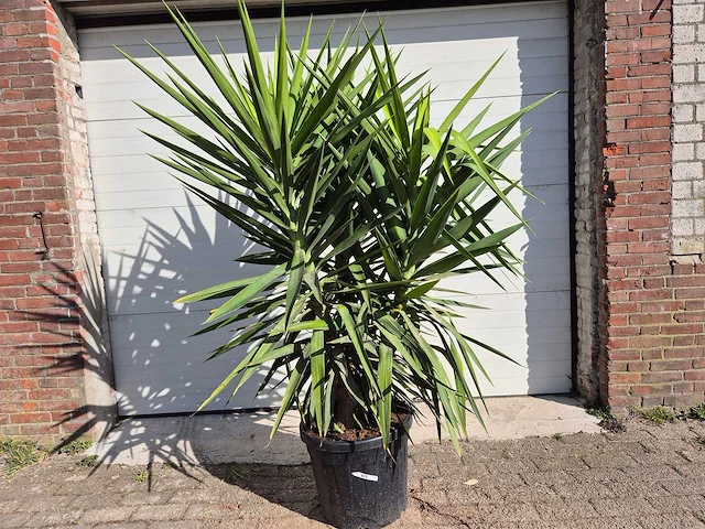 Palmlelie - yucca elephantipes - hoogte ca. 180 cm - afbeelding 1 van  4