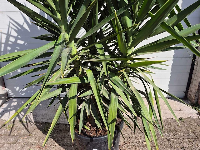 Palmlelie - yucca elephantipes - hoogte ca. 180 cm - afbeelding 3 van  4
