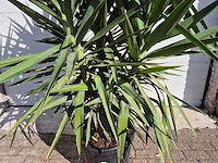 Palmlelie - yucca elephantipes - hoogte ca. 180 cm - afbeelding 3 van  4