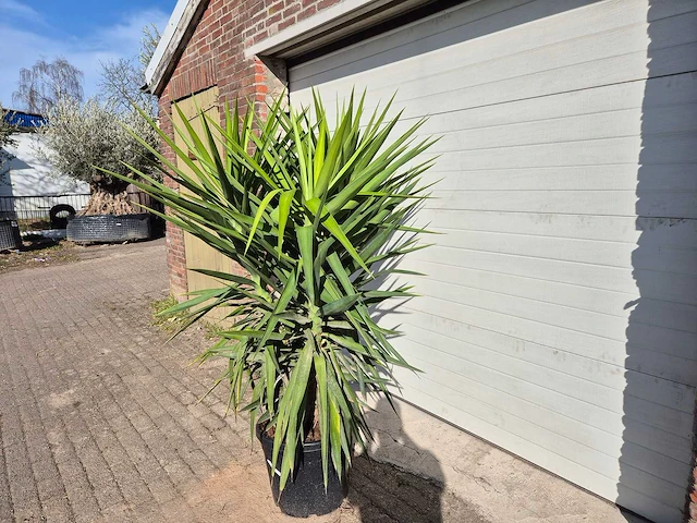 Palmlelie - yucca elephantipes - hoogte ca. 180 cm - afbeelding 4 van  4