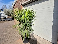 Palmlelie - yucca elephantipes - hoogte ca. 180 cm - afbeelding 4 van  4