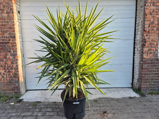 Palmlelie - yucca elephantipes - hoogte ca. 200 cm - afbeelding 1 van  3