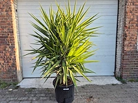 Palmlelie - yucca elephantipes - hoogte ca. 200 cm - afbeelding 1 van  3