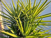 Palmlelie - yucca elephantipes - hoogte ca. 200 cm - afbeelding 2 van  3