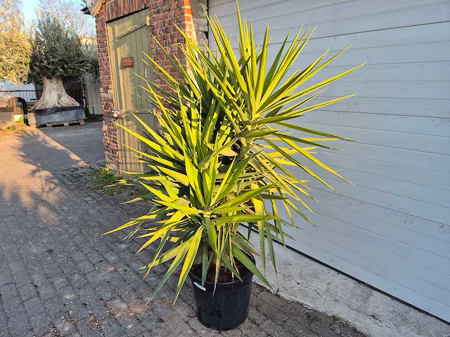 Palmlelie - yucca elephantipes - hoogte ca. 200 cm - afbeelding 3 van  3