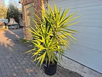 Palmlelie - yucca elephantipes - hoogte ca. 200 cm - afbeelding 3 van  3