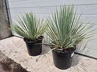 Palmlelie - yucca rostrata - hoogte ca. 40 cm (2x) - afbeelding 1 van  3
