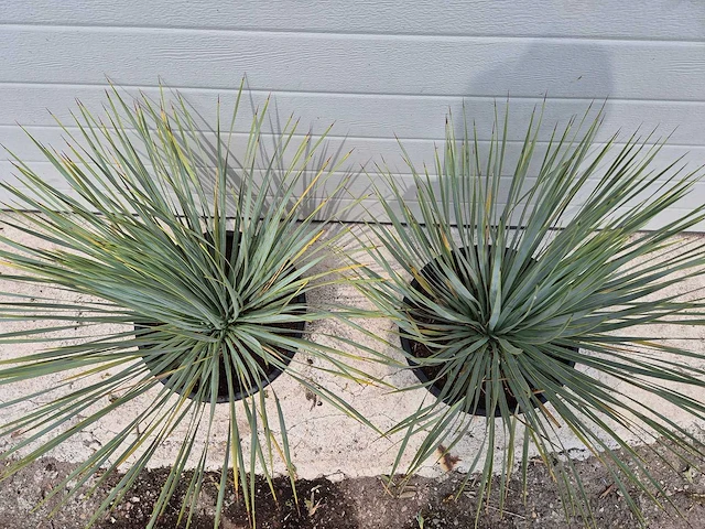 Palmlelie - yucca rostrata - hoogte ca. 40 cm (2x) - afbeelding 2 van  3