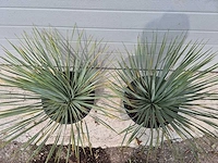 Palmlelie - yucca rostrata - hoogte ca. 40 cm (2x) - afbeelding 2 van  3