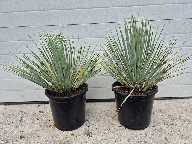Palmlelie - yucca rostrata - hoogte ca. 40 cm (2x) - afbeelding 3 van  3