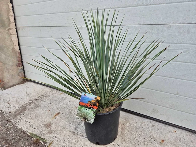 Palmlelie - yucca rostrata - hoogte ca. 40 cm - afbeelding 1 van  3