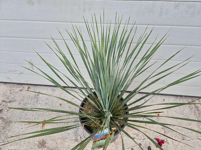 Palmlelie - yucca rostrata - hoogte ca. 40 cm - afbeelding 2 van  3