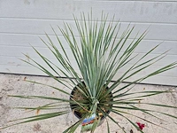 Palmlelie - yucca rostrata - hoogte ca. 40 cm - afbeelding 2 van  3