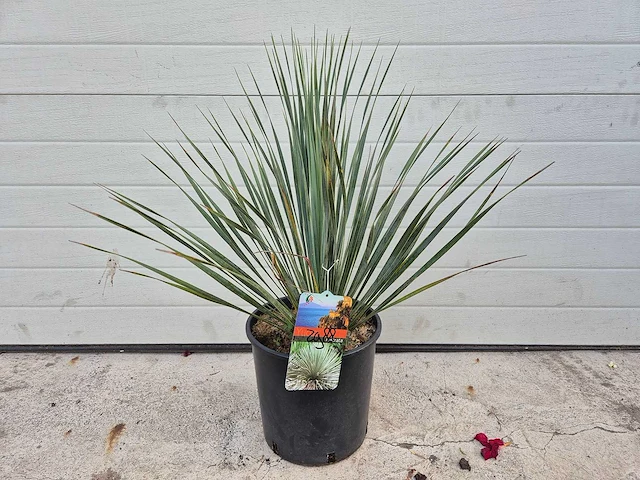Palmlelie - yucca rostrata - hoogte ca. 40 cm - afbeelding 3 van  3