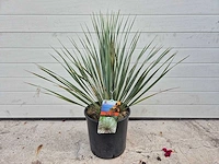 Palmlelie - yucca rostrata - hoogte ca. 40 cm - afbeelding 3 van  3
