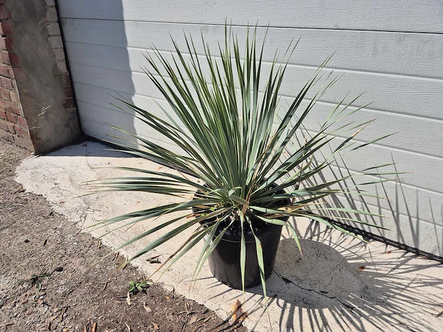 Palmlelie - yucca rostrata - hoogte ca. 40 cm - afbeelding 1 van  3