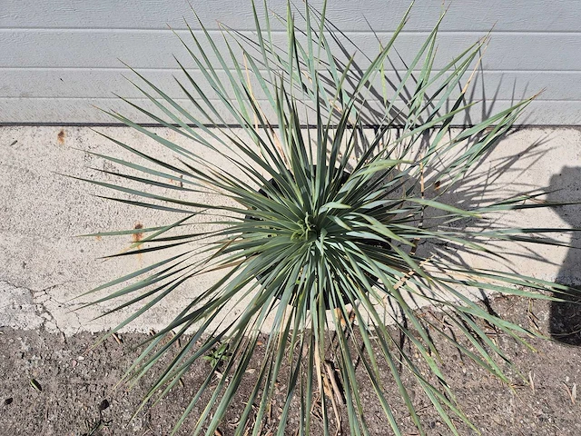 Palmlelie - yucca rostrata - hoogte ca. 40 cm - afbeelding 2 van  3