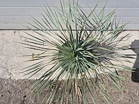 Palmlelie - yucca rostrata - hoogte ca. 40 cm - afbeelding 2 van  3