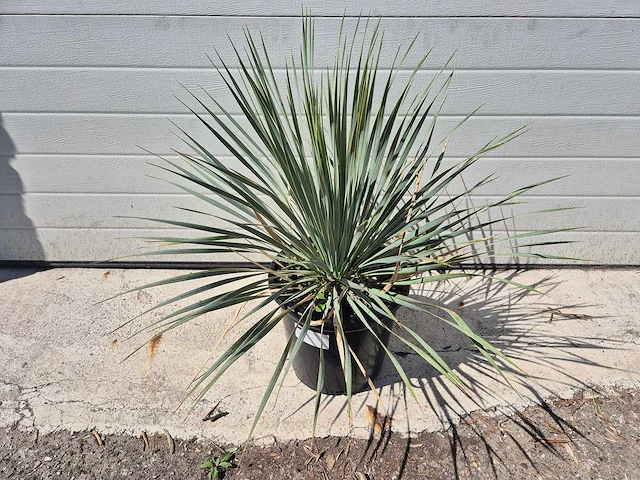 Palmlelie - yucca rostrata - hoogte ca. 40 cm - afbeelding 3 van  3