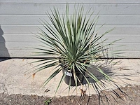 Palmlelie - yucca rostrata - hoogte ca. 40 cm - afbeelding 3 van  3