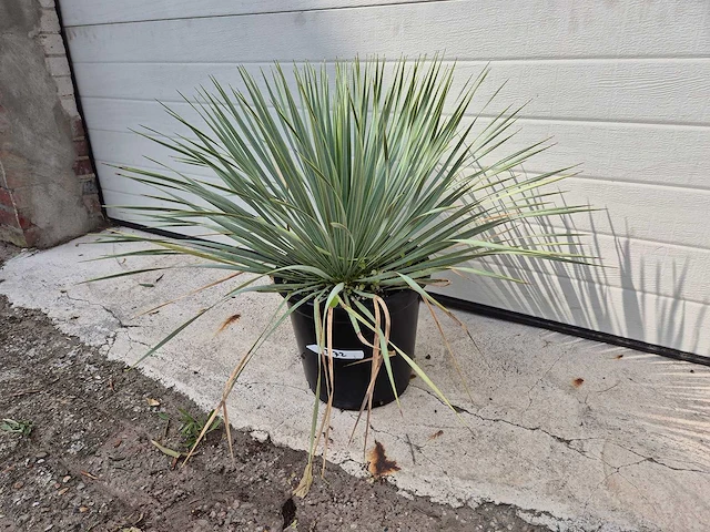 Palmlelie - yucca rostrata - hoogte ca. 40 cm - afbeelding 1 van  2