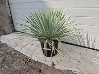 Palmlelie - yucca rostrata - hoogte ca. 40 cm - afbeelding 1 van  2