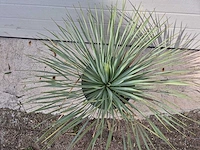 Palmlelie - yucca rostrata - hoogte ca. 40 cm - afbeelding 2 van  2