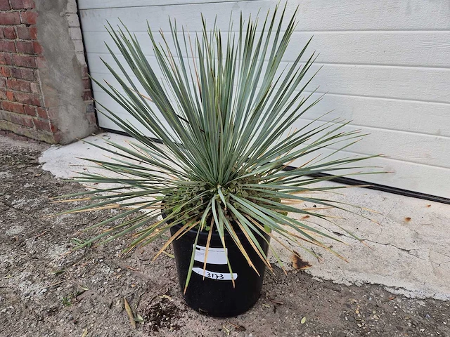 Palmlelie - yucca rostrata - hoogte ca. 40 cm - afbeelding 1 van  2