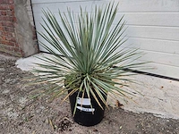 Palmlelie - yucca rostrata - hoogte ca. 40 cm - afbeelding 1 van  2