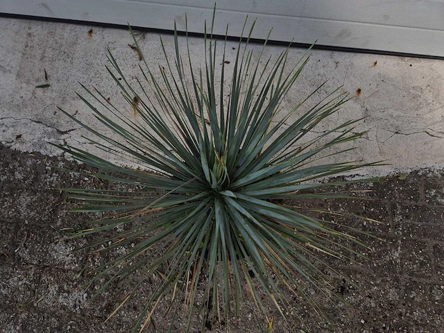 Palmlelie - yucca rostrata - hoogte ca. 40 cm - afbeelding 2 van  2