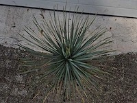 Palmlelie - yucca rostrata - hoogte ca. 40 cm - afbeelding 2 van  2