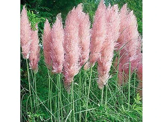 Pampas grassen roze (3x) - afbeelding 1 van  2