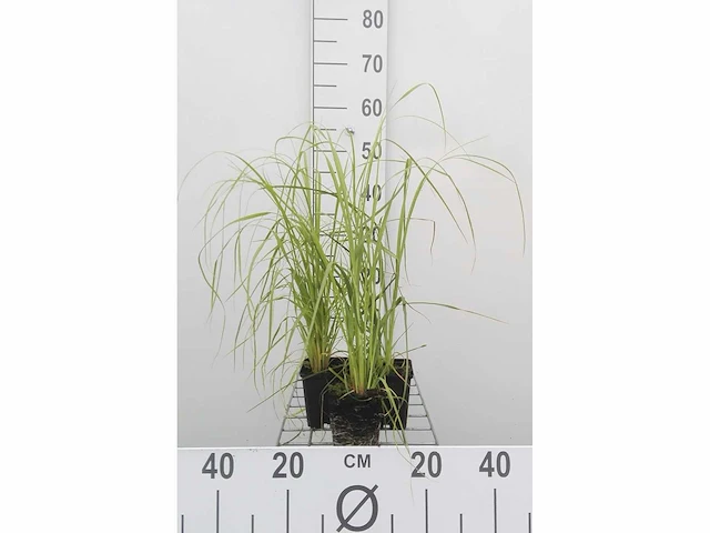 Pampas grassen roze (3x) - afbeelding 2 van  2