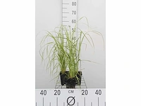 Pampas grassen roze (3x) - afbeelding 2 van  2