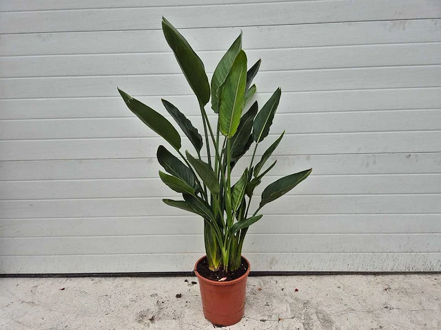 Paradijsvogelbloem - strelitzia reginae - tuin- en kamerplant - hoogte ca. 100 cm - afbeelding 1 van  1