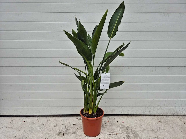 Paradijsvogelbloem - strelitzia reginae - tuin- en kamerplant - hoogte ca. 100 cm - afbeelding 1 van  3