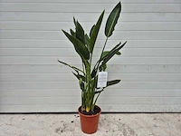 Paradijsvogelbloem - strelitzia reginae - tuin- en kamerplant - hoogte ca. 100 cm - afbeelding 1 van  3