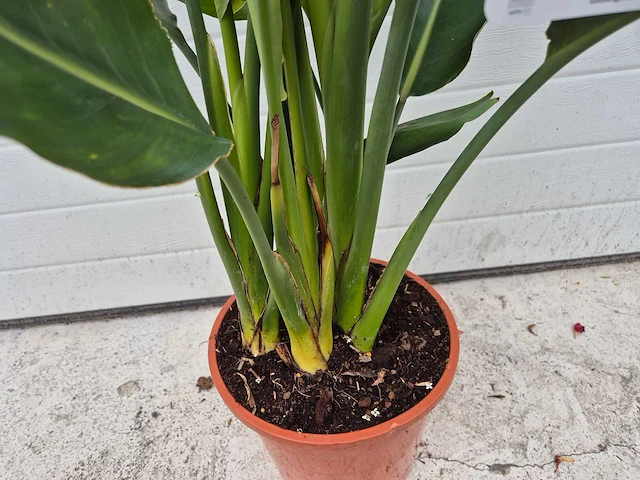 Paradijsvogelbloem - strelitzia reginae - tuin- en kamerplant - hoogte ca. 100 cm - afbeelding 2 van  3