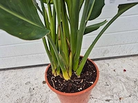 Paradijsvogelbloem - strelitzia reginae - tuin- en kamerplant - hoogte ca. 100 cm - afbeelding 2 van  3