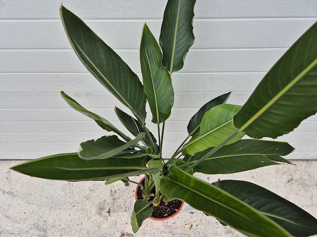 Paradijsvogelbloem - strelitzia reginae - tuin- en kamerplant - hoogte ca. 100 cm - afbeelding 3 van  3