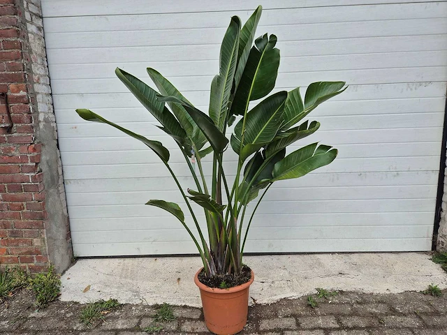 Paradijsvogelbloem - strelitzia reginae - tuin- en kamerplant - hoogte ca. 170 cm - afbeelding 1 van  4