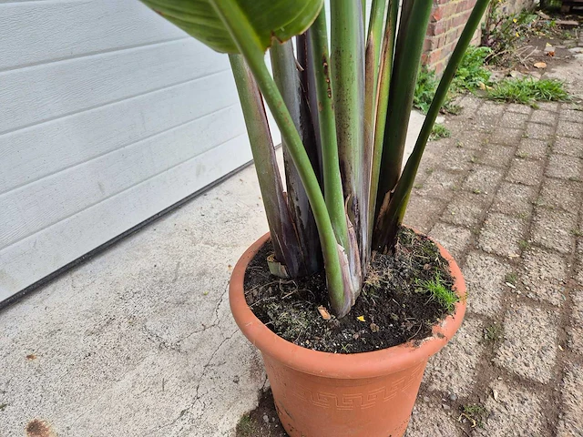 Paradijsvogelbloem - strelitzia reginae - tuin- en kamerplant - hoogte ca. 170 cm - afbeelding 2 van  4