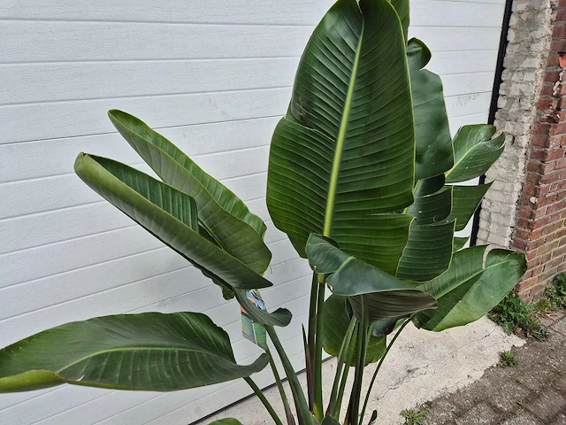 Paradijsvogelbloem - strelitzia reginae - tuin- en kamerplant - hoogte ca. 170 cm - afbeelding 3 van  4