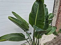 Paradijsvogelbloem - strelitzia reginae - tuin- en kamerplant - hoogte ca. 170 cm - afbeelding 3 van  4