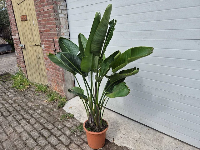 Paradijsvogelbloem - strelitzia reginae - tuin- en kamerplant - hoogte ca. 170 cm - afbeelding 4 van  4
