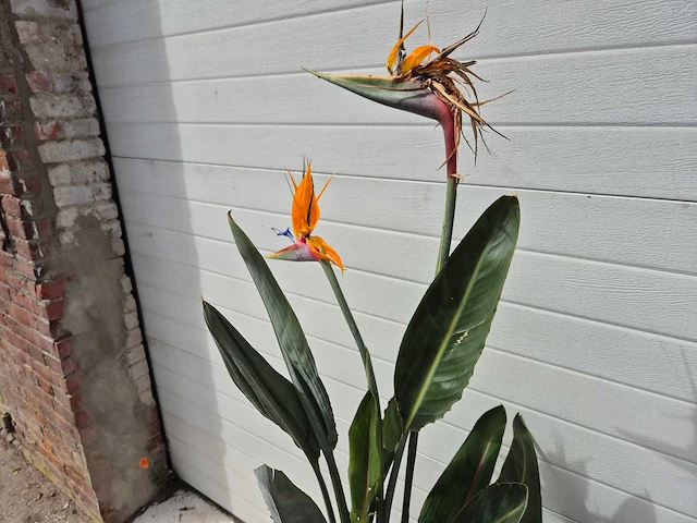 Paradijsvogelbloem - strelitzia reginae bloeiend - tuin- en kamerplant - hoogte ca. 130 cm - afbeelding 2 van  10